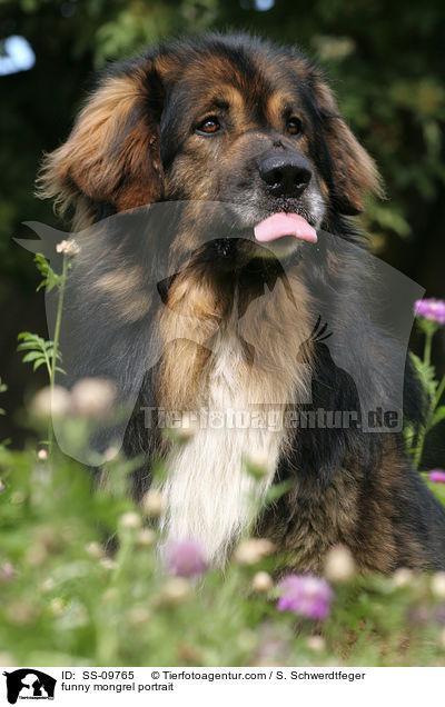 Mischling streckt Zunge raus / funny mongrel portrait / SS-09765