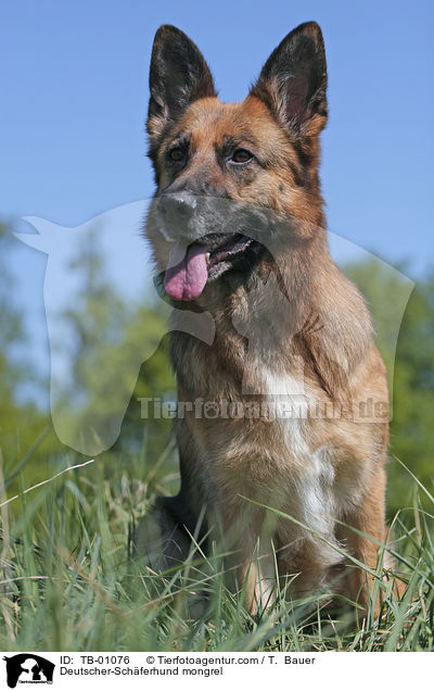 Deutscher-Schferhund-Mischling / Deutscher-Schferhund mongrel / TB-01076