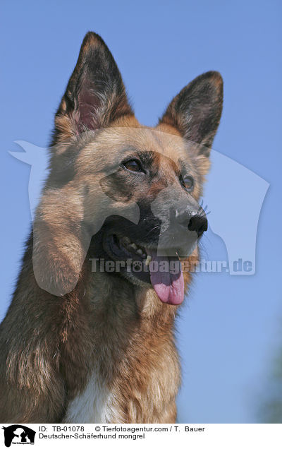 Deutscher-Schferhund-Mischling / Deutscher-Schferhund mongrel / TB-01078