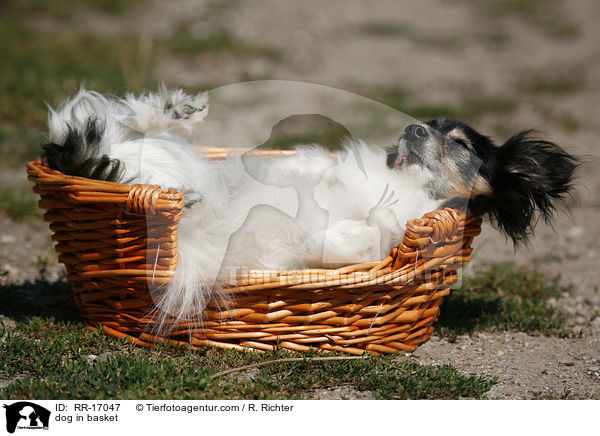 dog in basket / RR-17047