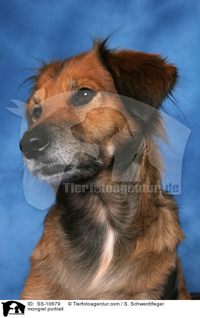 Mischling Portrait / mongrel portrait / SS-10679