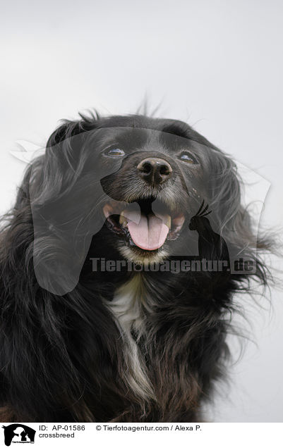 Mischling Portrait / crossbreed / AP-01586