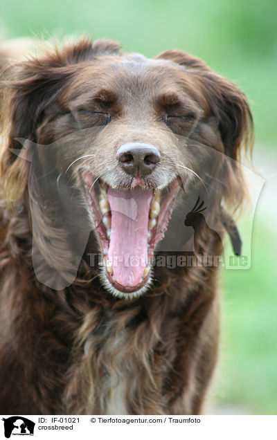 Kleiner-Mnsterlnder-Mischling / crossbreed / IF-01021