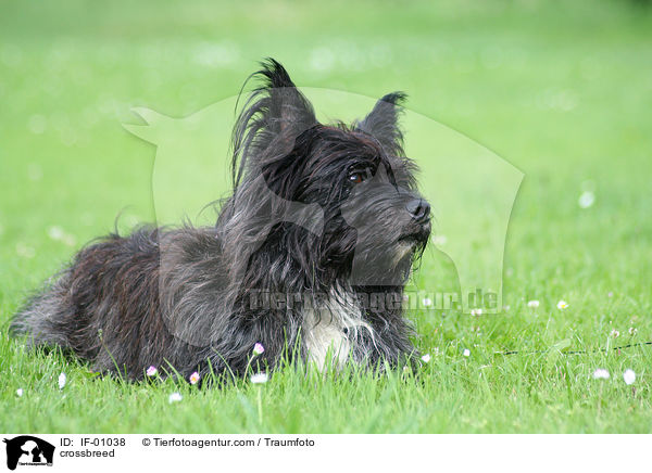 West-Highland-White-Terrier-Mischling / crossbreed / IF-01038