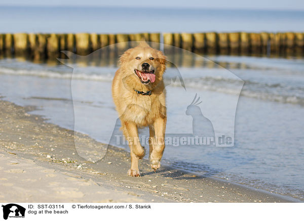 Hund am Strand / dog at the beach / SST-03114