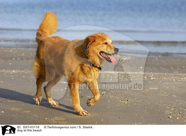 Hund am Strand / dog at the beach / SST-03116