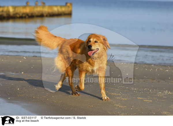 Hund am Strand / dog at the beach / SST-03117