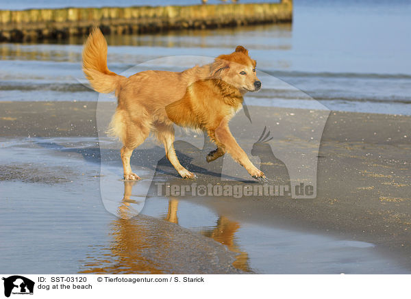 Hund am Strand / dog at the beach / SST-03120