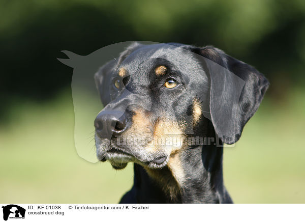 Mischling / crossbreed dog / KF-01038
