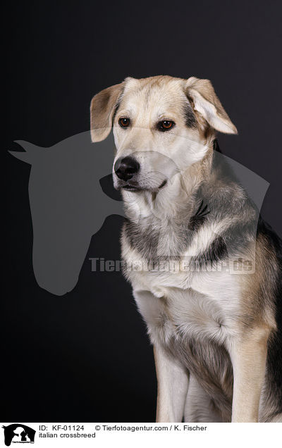 italienischer Mischling / italian crossbreed / KF-01124