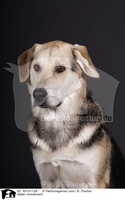 italienischer Mischling / italian crossbreed / KF-01128