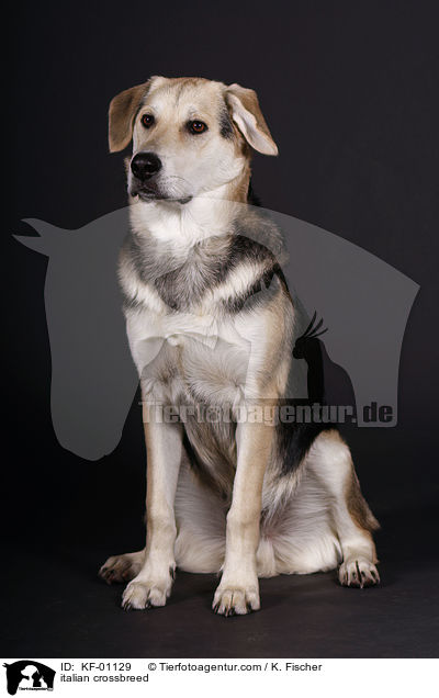 italienischer Mischling / italian crossbreed / KF-01129