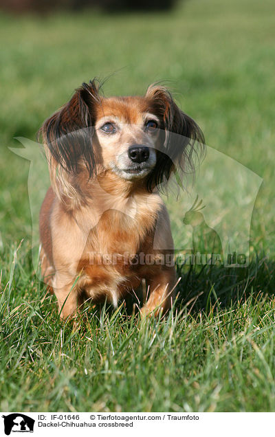 Dackel-Chihuahua-Mix / Dackel-Chihuahua crossbreed / IF-01646