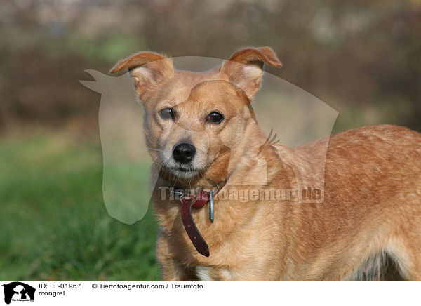 Mischling Portrait / mongrel / IF-01967