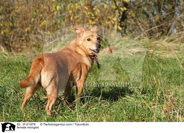 Mischling Hnding / female mongrel / IF-01976