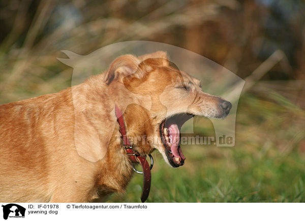 ghnender Hund / yawning dog / IF-01978