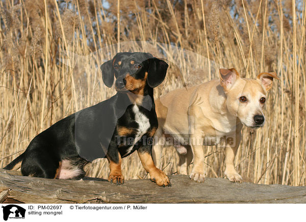 sitzender Mischling / sitting mongrel / PM-02697