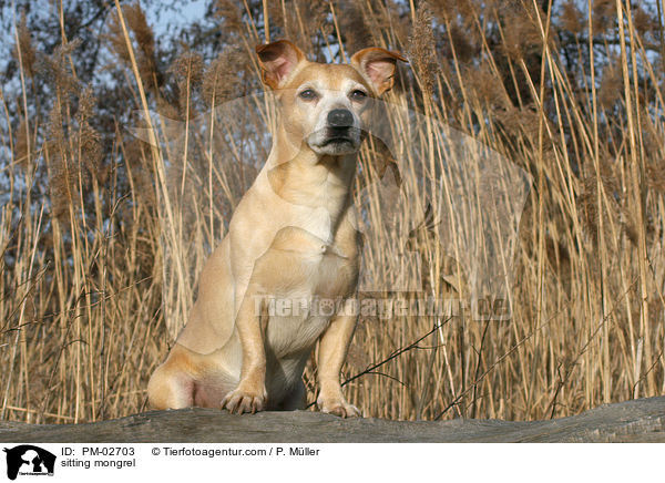 sitzender Mischling / sitting mongrel / PM-02703
