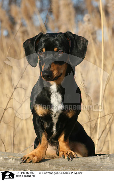 sitzender Mischling / sitting mongrel / PM-02707
