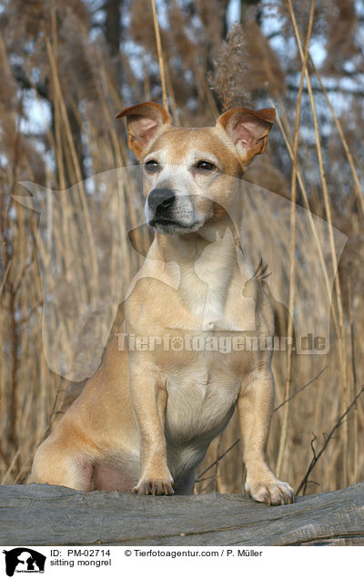 sitzender Mischling / sitting mongrel / PM-02714