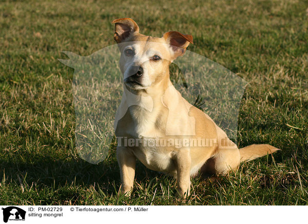 sitzender Mischling / sitting mongrel / PM-02729