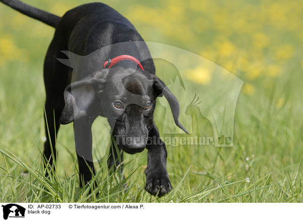 schwarzer Hund / black dog / AP-02733