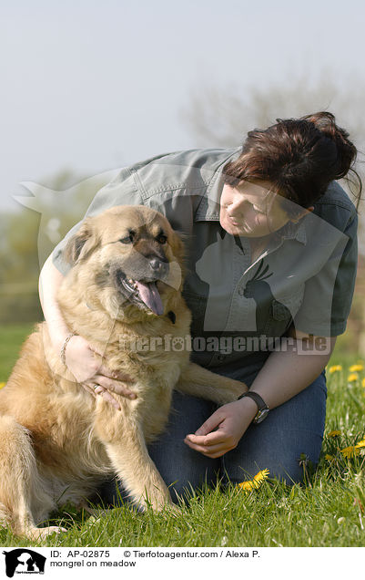 Mischling im Gras / mongrel on meadow / AP-02875