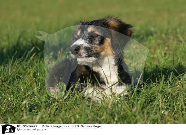 liegender Border-Collie-Mischling Welpe / lying mongrel puppy / SS-14499