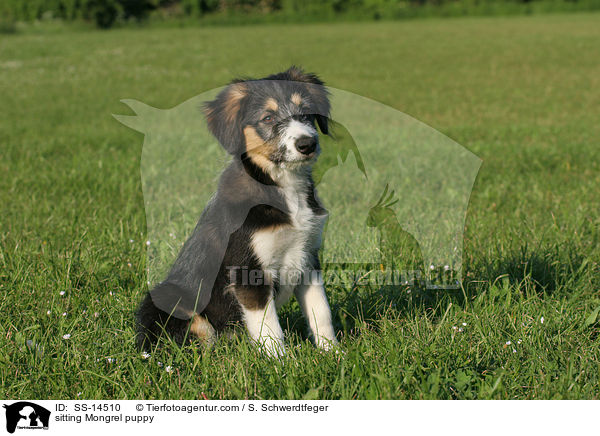 sitzender Border-Collie-Mischling Welpe / sitting Mongrel puppy / SS-14510