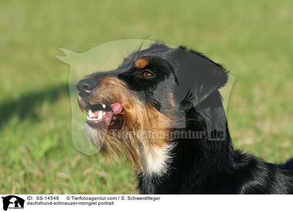 Dackel-Schnauzer-Mischling Portrait / dachshund-schnauzer-mongrel portrait / SS-14548