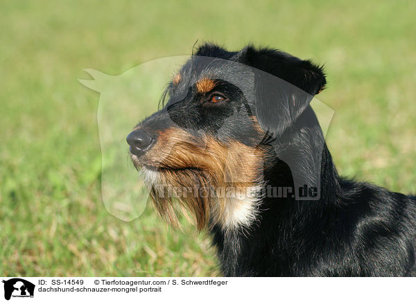 Dackel-Schnauzer-Mischling Portrait / dachshund-schnauzer-mongrel portrait / SS-14549