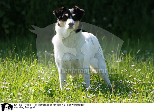 stehender Dalmatiner-Foxterrier-Mischling / standing Mongrel / SS-14568