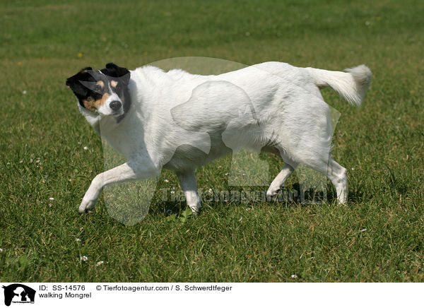 laufender Dalmatiner-Foxterrier-Mischling / walking Mongrel / SS-14576