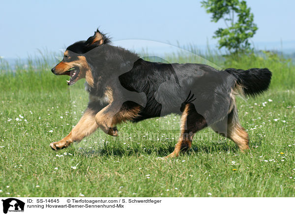 rennender Hovawart-Berner-Sennenhund-Mix / running Hovawart-Berner-Sennenhund-Mix / SS-14645