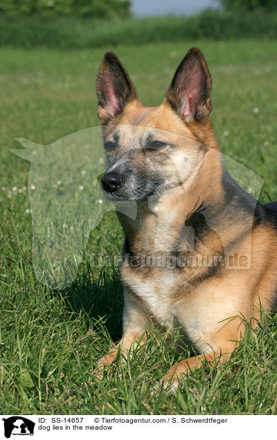 Hund liegt auf Wiese / dog lies in the meadow / SS-14657