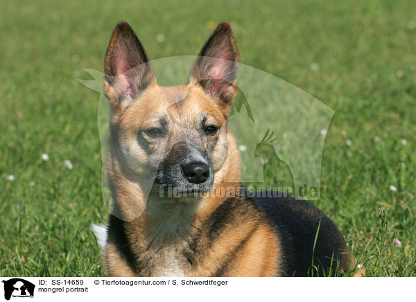 Mischling Portrait / mongrel portrait / SS-14659