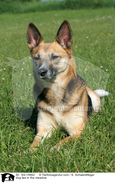 Hund liegt auf Wiese / dog lies in the meadow / SS-14662