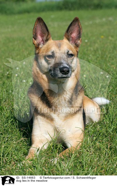 Hund liegt auf Wiese / dog lies in the meadow / SS-14663