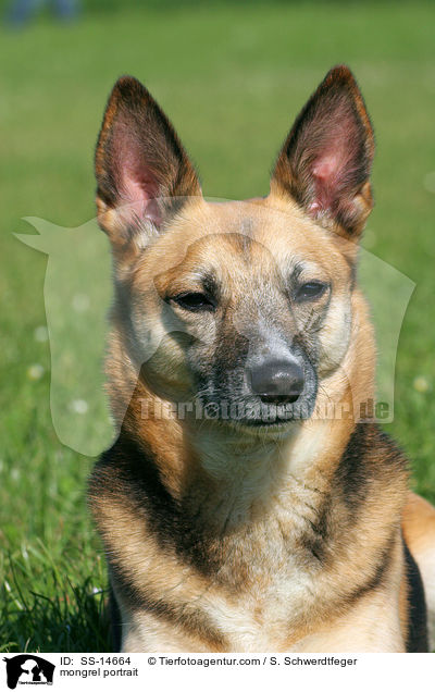 Mischling Portrait / mongrel portrait / SS-14664