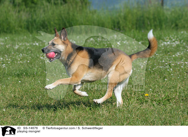 spielender Mischling / playing mongrel / SS-14676