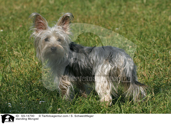 stehender Yorkshire-Terrier-Mischling / standing Mongrel / SS-14790