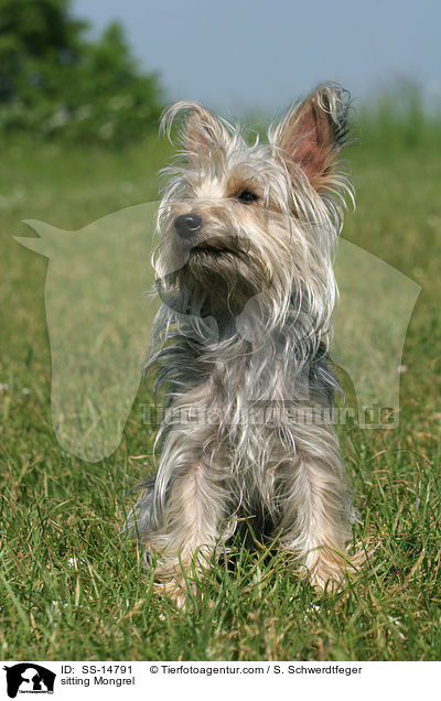 sitzender Yorkshire-Terrier-Mischling / sitting Mongrel / SS-14791