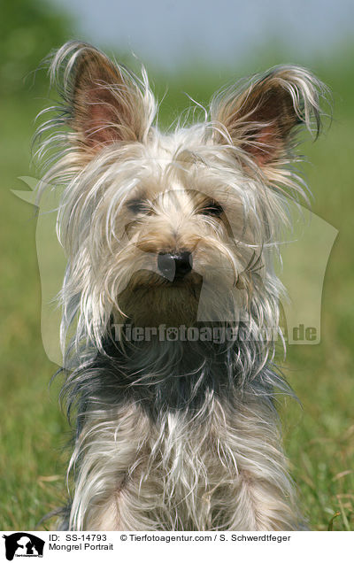 Yorkshire-Terrier-Mischling Portrait / Mongrel Portrait / SS-14793