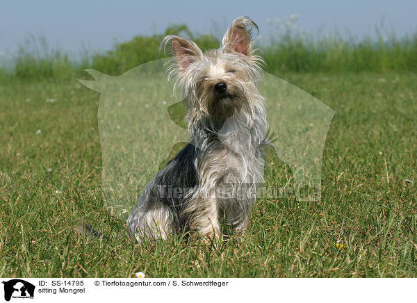 sitzender Yorkshire-Terrier-Mischling / sitting Mongrel / SS-14795