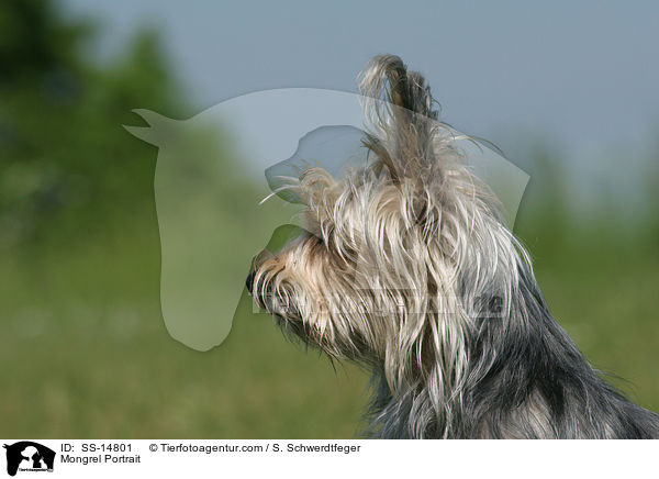 Yorkshire-Terrier-Mischling Portrait / Mongrel Portrait / SS-14801