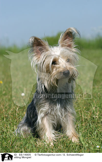 sitzender Yorkshire-Terrier-Mischling / sitting Mongrel / SS-14805