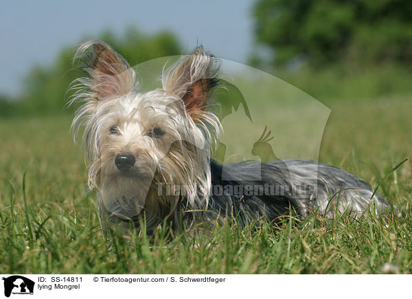 liegender Yorkshire-Terrier-Mischling / lying Mongrel / SS-14811