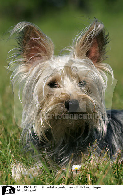 liegender Yorkshire-Terrier-Mischling / lying Mongrel / SS-14813