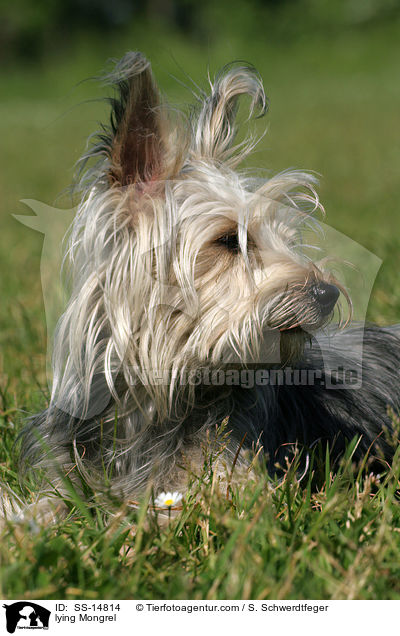 liegender Yorkshire-Terrier-Mischling / lying Mongrel / SS-14814