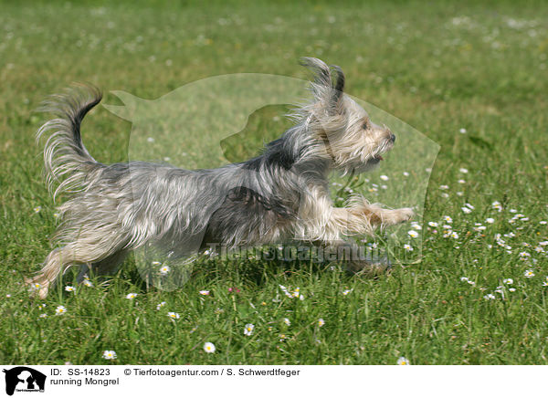 rennender Yorkshire-Terrier-Mischling / running Mongrel / SS-14823